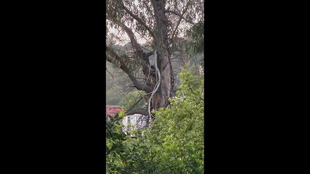 Great Horned Owl - ML648526374