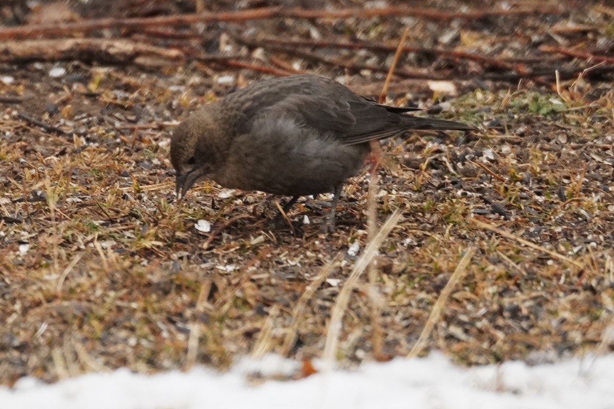 Braunkopf-Kuhstärling - ML648526448