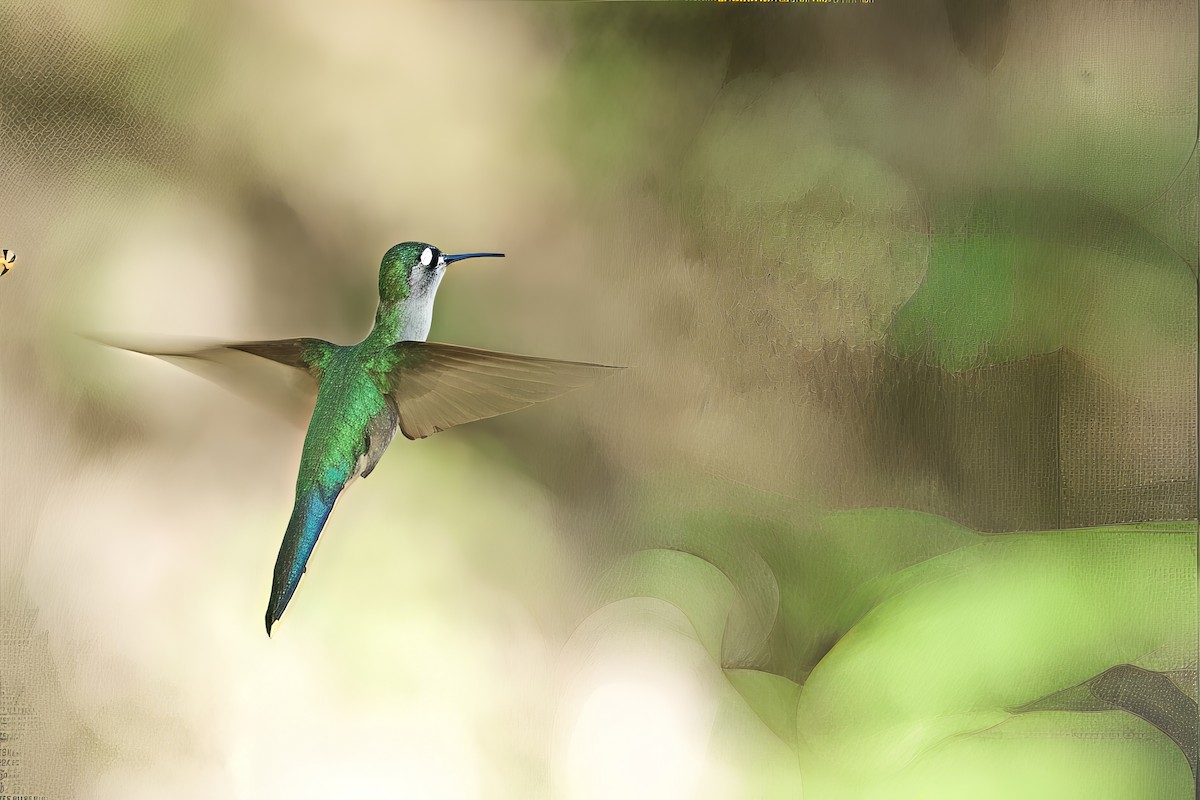 Wedge-tailed Sabrewing - ML648527408