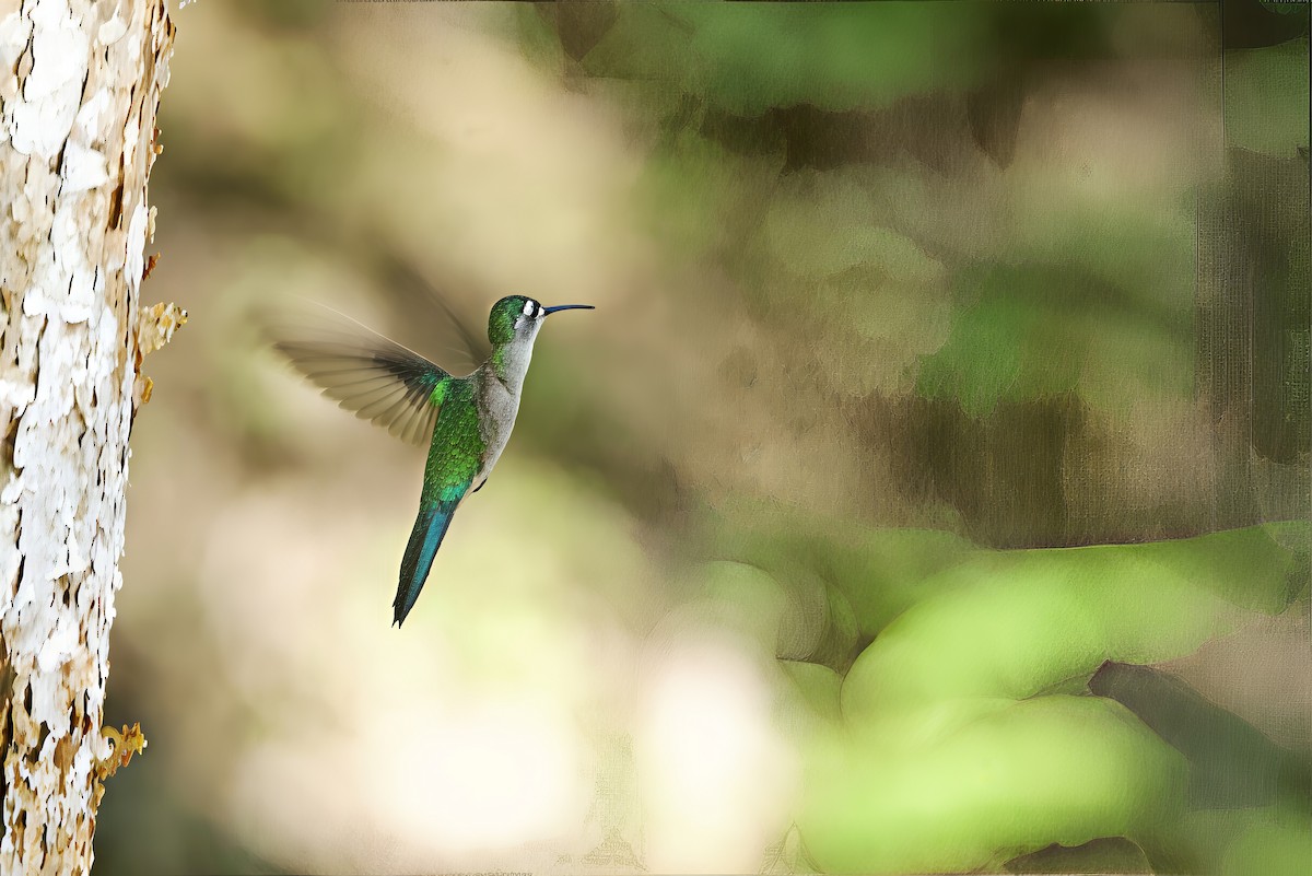 Wedge-tailed Sabrewing - ML648527411