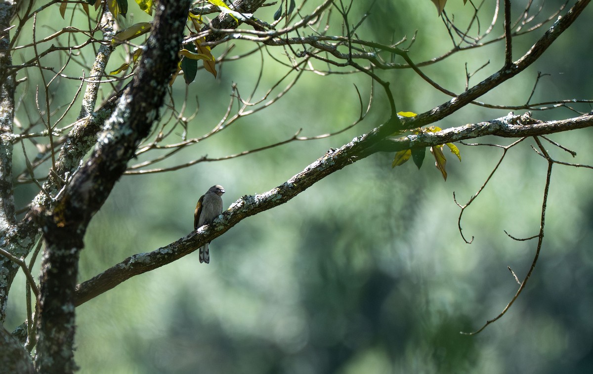 Lesser Honeyguide - ML648527669