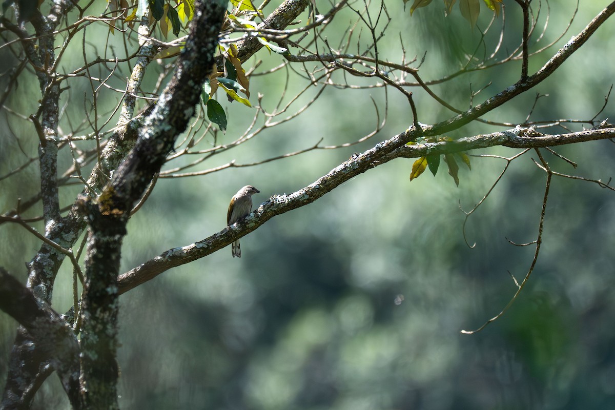 Lesser Honeyguide - ML648527670