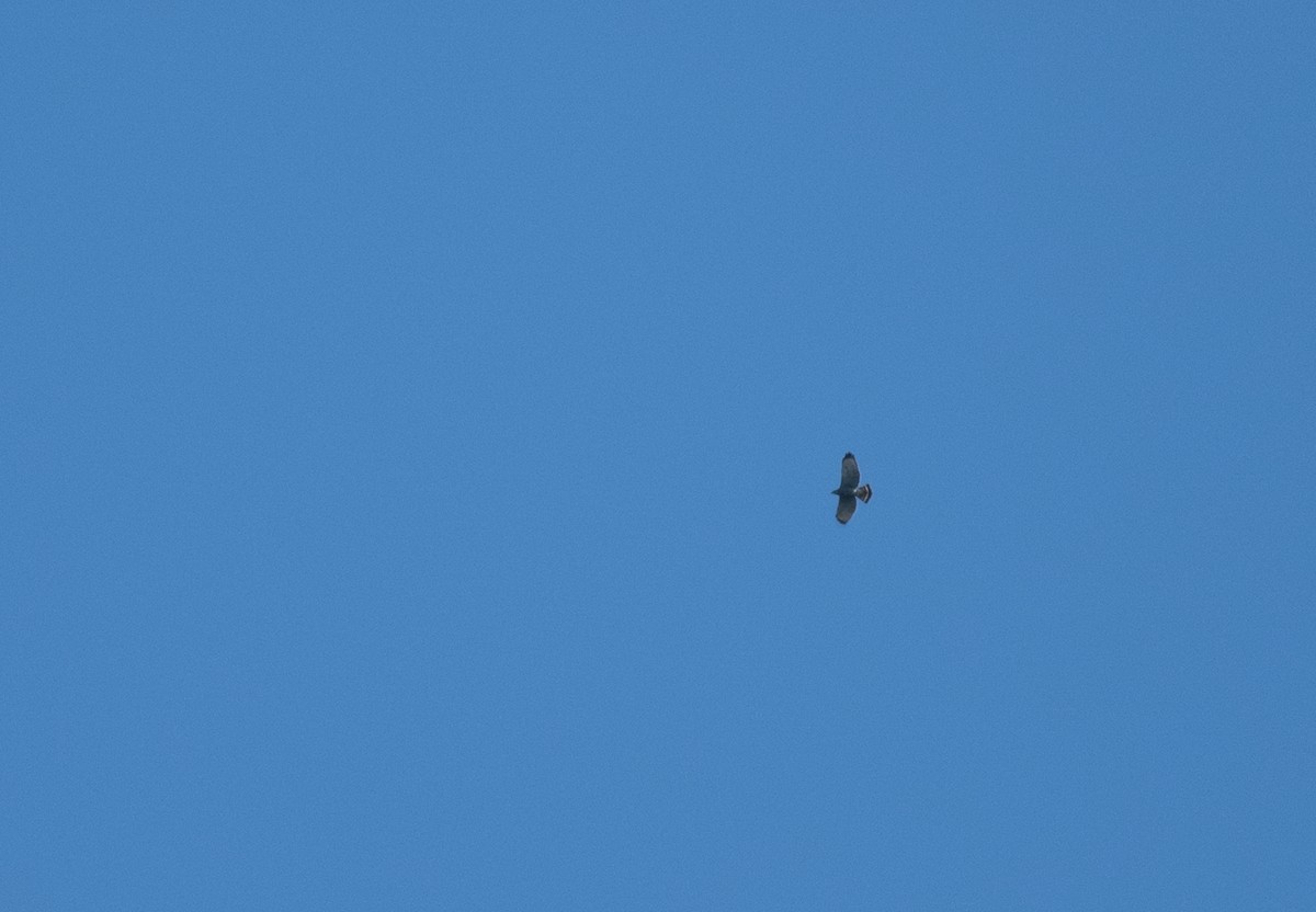 Graubussard - ML648527734