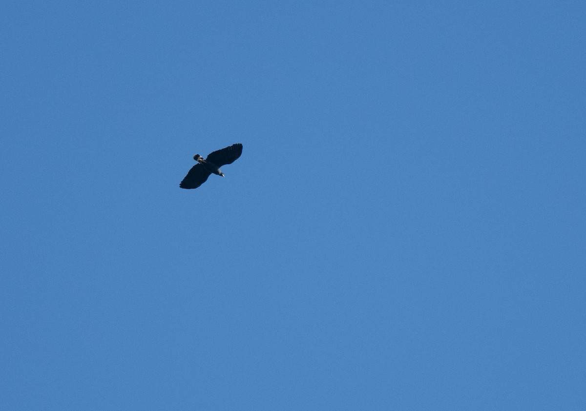 Schwarzbussard - ML648527740