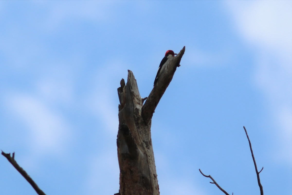 Red-headed Woodpecker - ML64852791