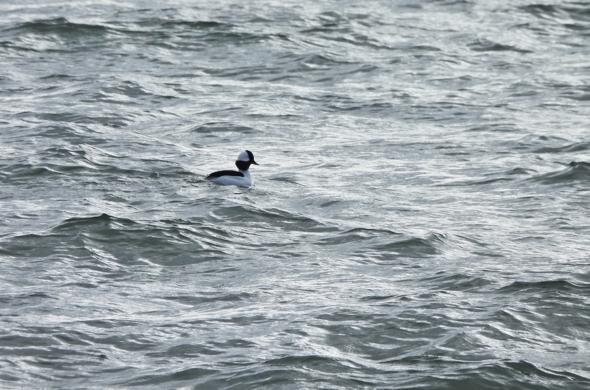 Ak Yanaklı Ördek - ML648528055