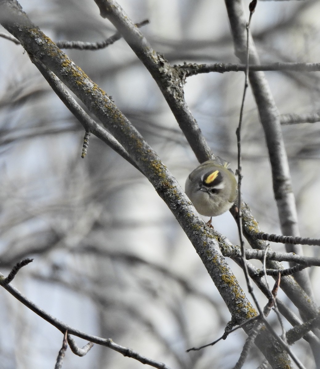 Sarı Taçlı Çalıkuşu - ML648528057