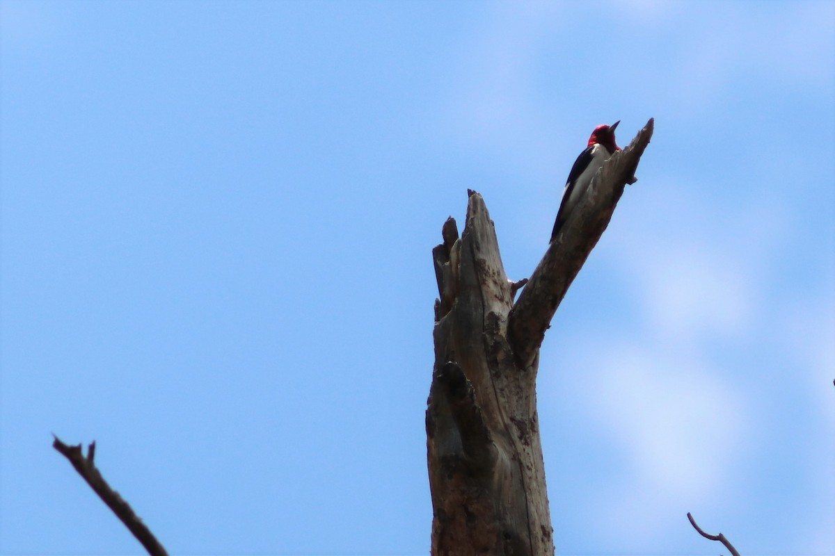 Red-headed Woodpecker - ML64852811