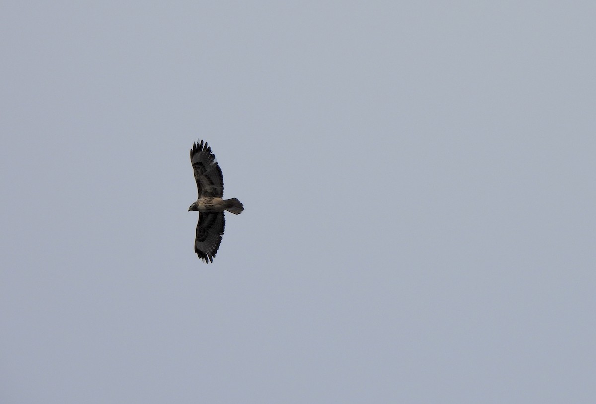 Kızıl Kuyruklu Şahin - ML648528196