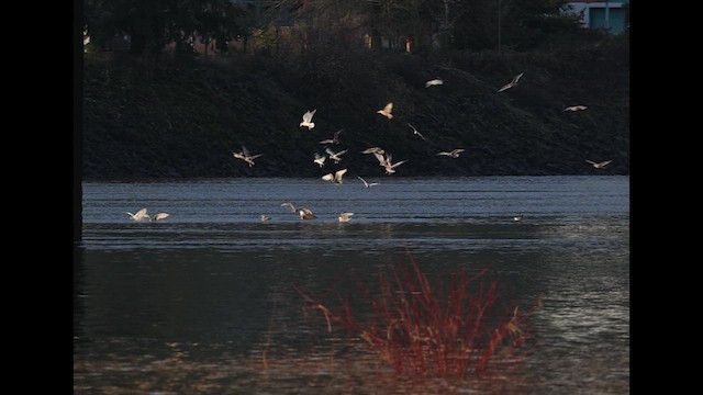 שחף בלתי-מזוהה - ML648528427