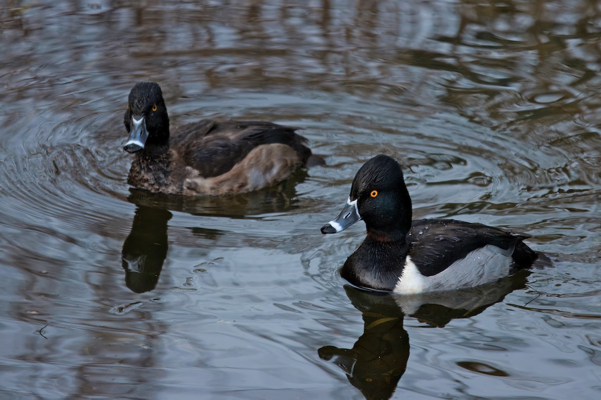 Ring-necked Duck - ML648530681