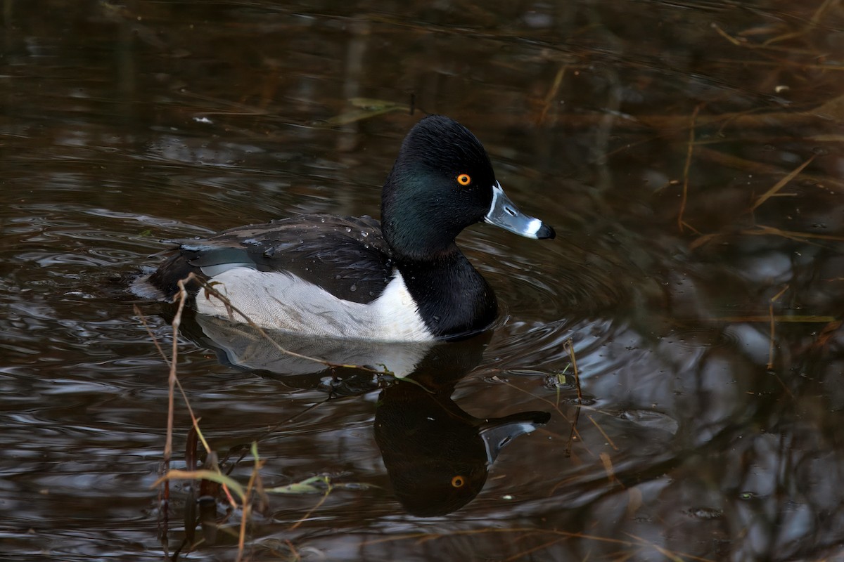 Ring-necked Duck - ML648530686