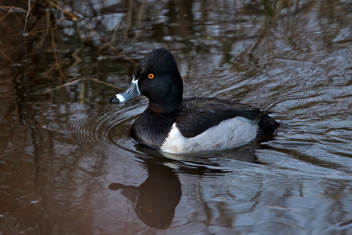 Ring-necked Duck - ML648530688