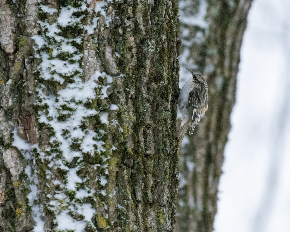 Amerika Tırmaşıkkuşu - ML648531097