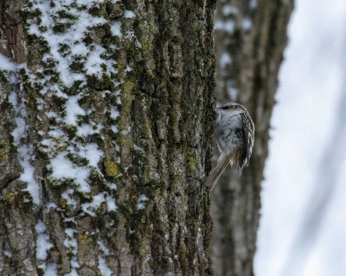 Amerika Tırmaşıkkuşu - ML648531098