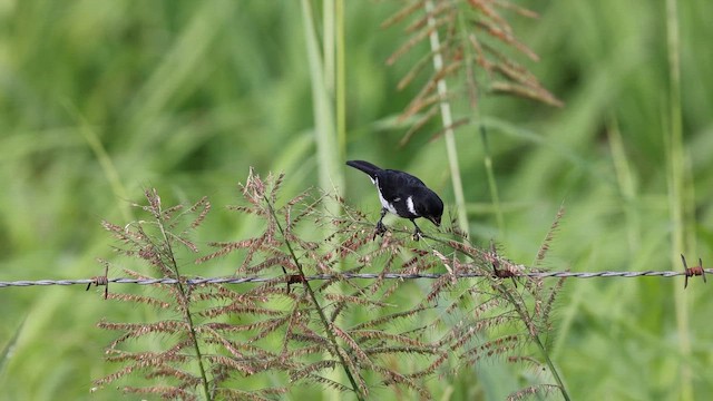 カワリヒメウソ - ML648531383