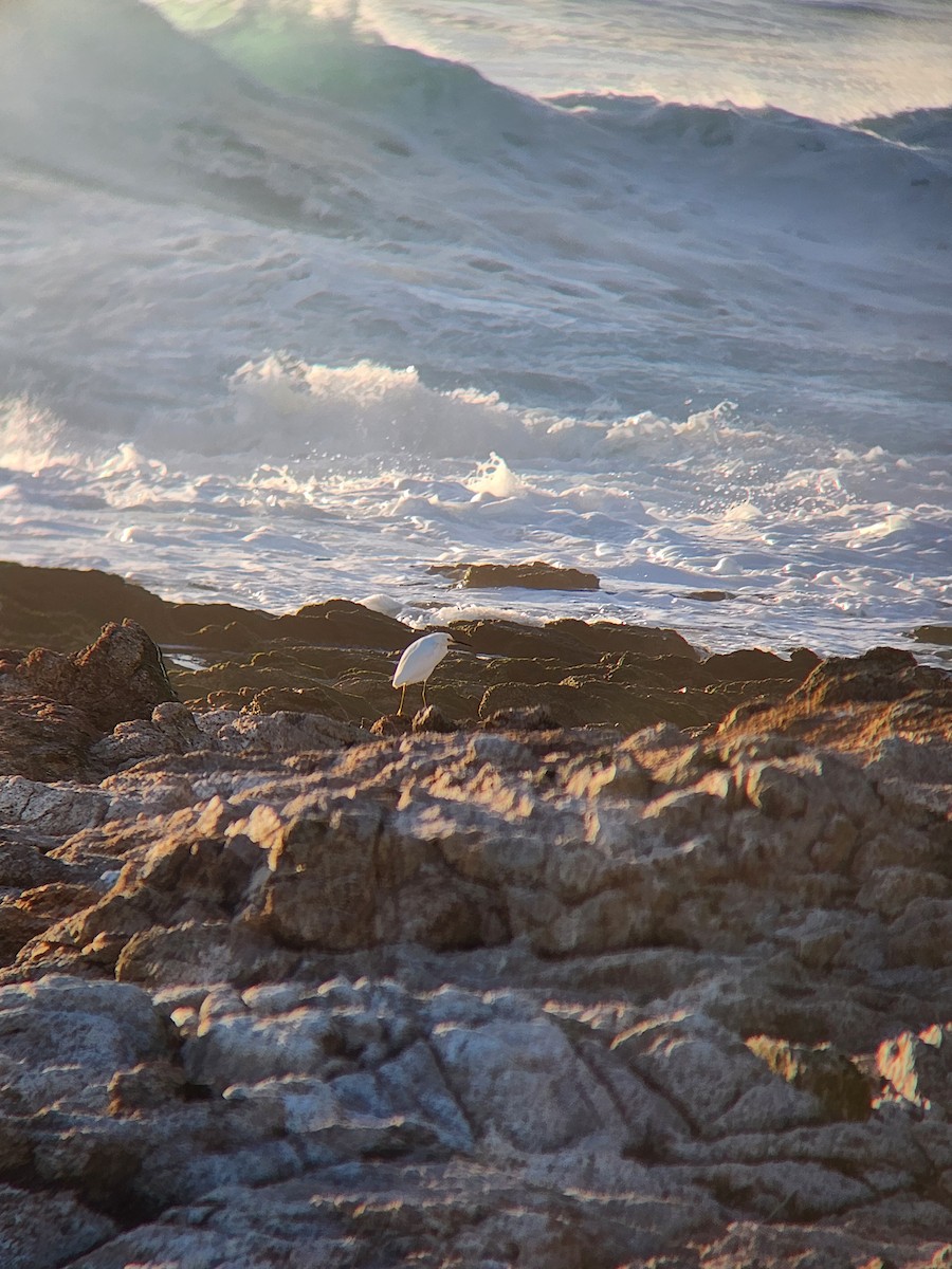 ユキコサギ - ML648532298