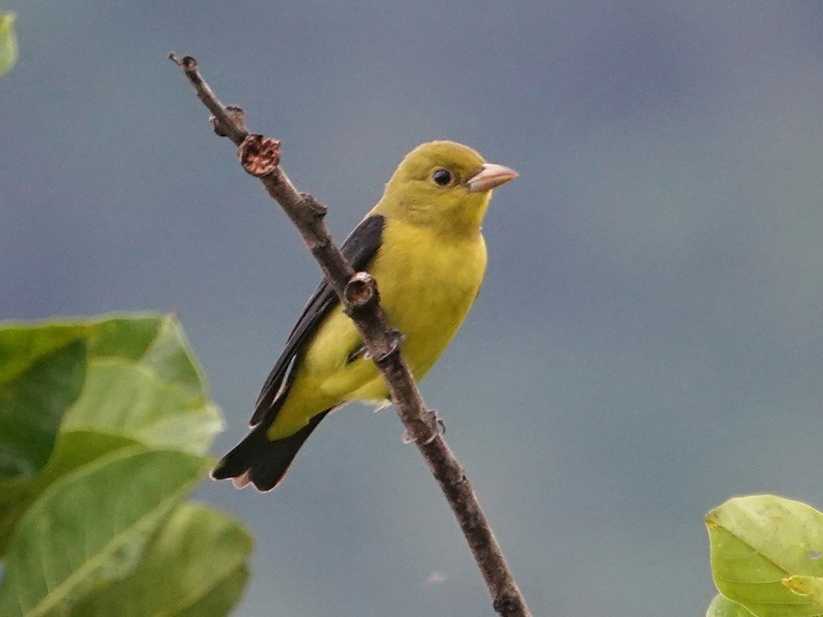 Scarlet Tanager - ML648532351