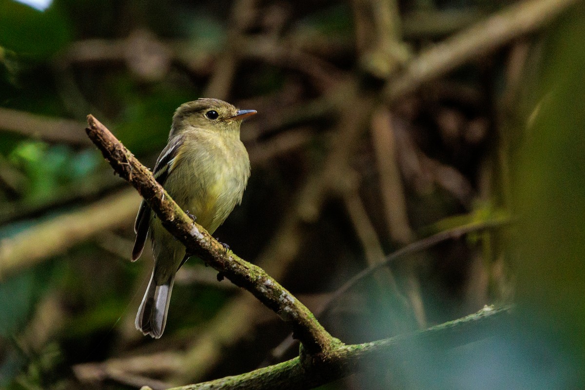 Mosquero Ventriamarillo - ML648532868