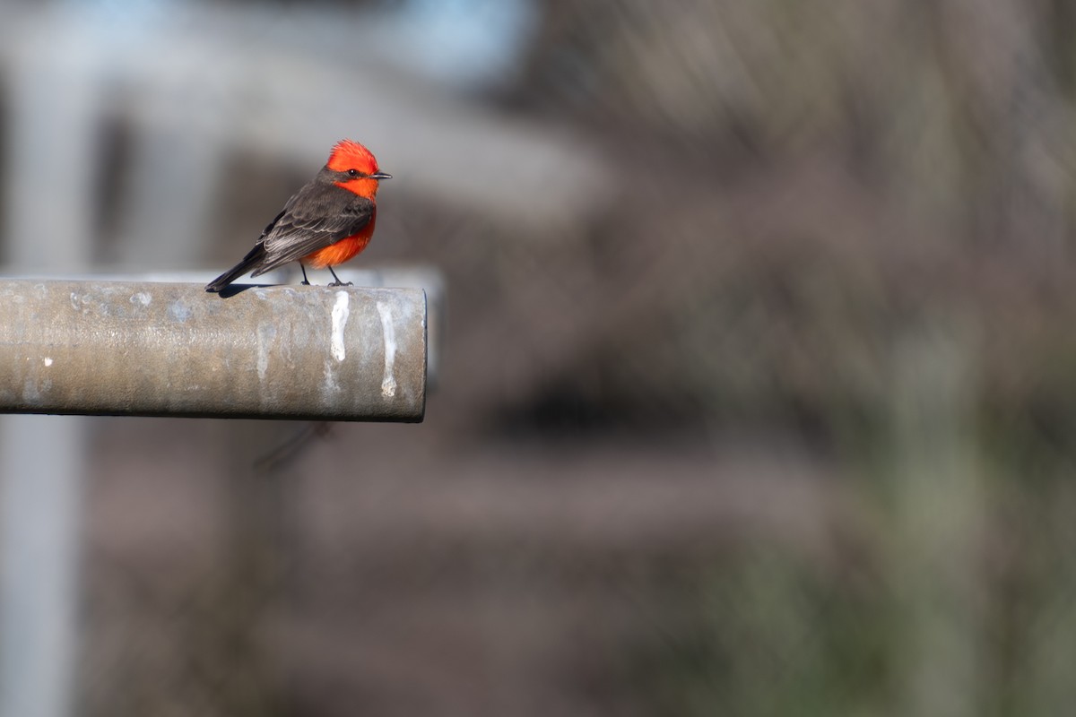Vermilion Flycatcher - ML648533115