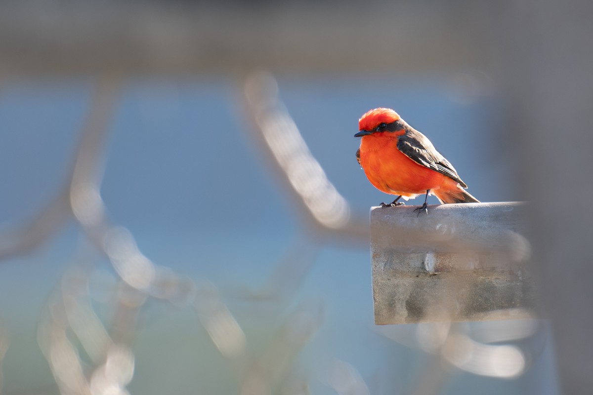 Vermilion Flycatcher - ML648533116