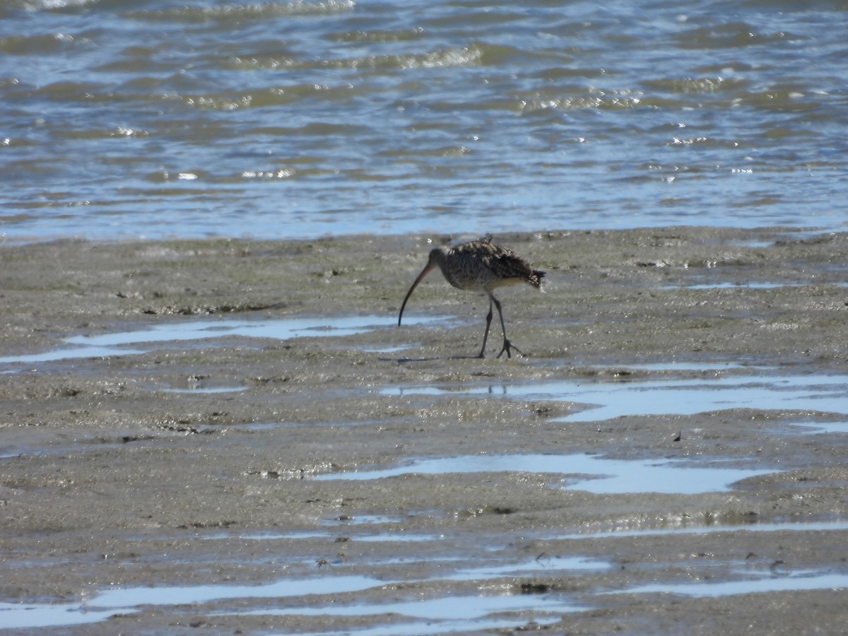חרמשון מזרח רחוק - ML648533228
