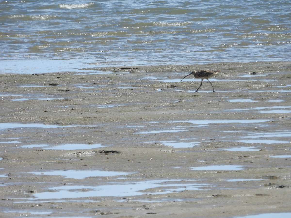 חרמשון מזרח רחוק - ML648533233