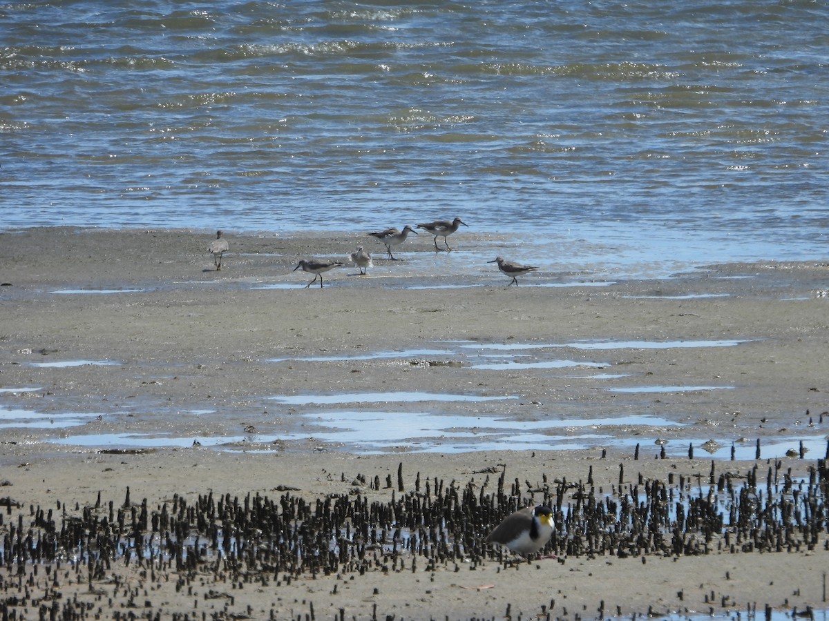 ביצנית אפורת-זנב - ML648533276
