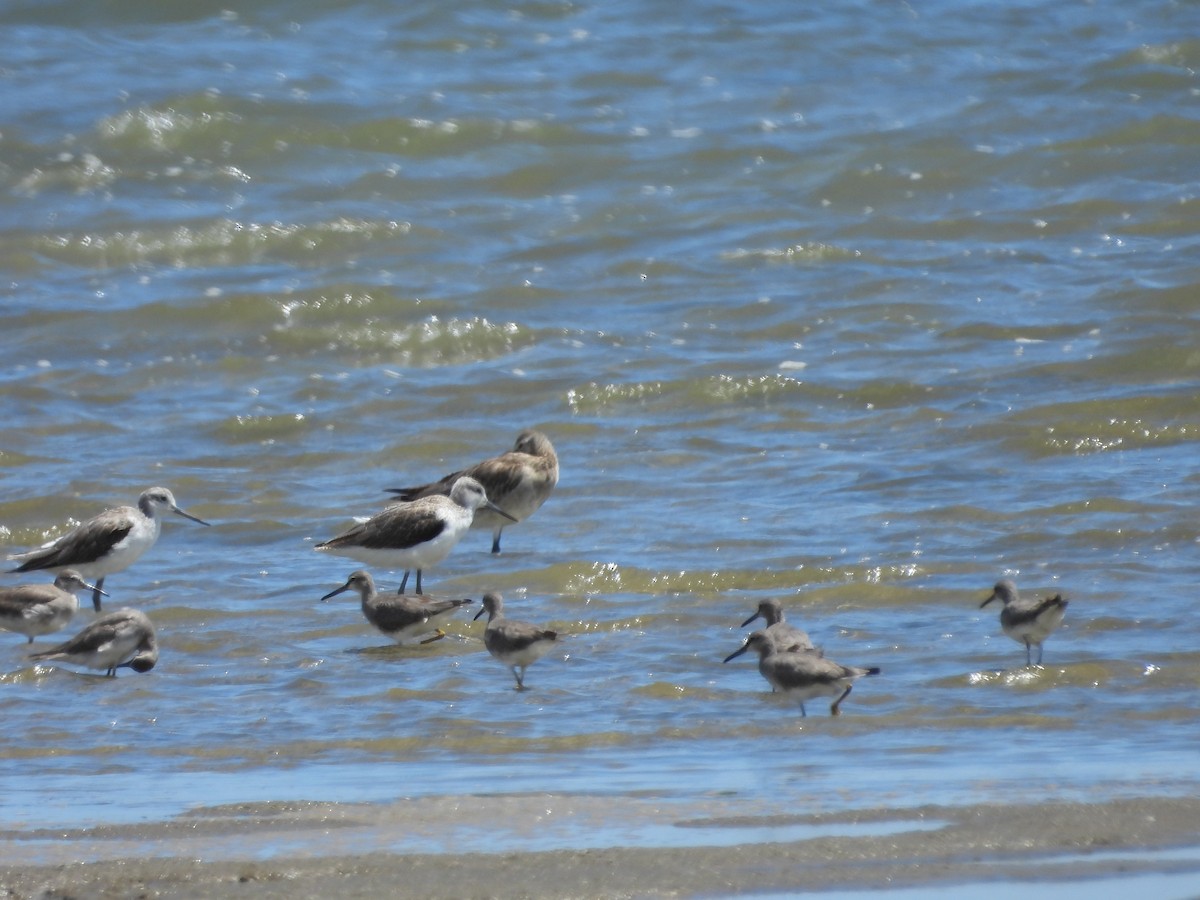 ביצנית ירוקת-רגל - ML648533297