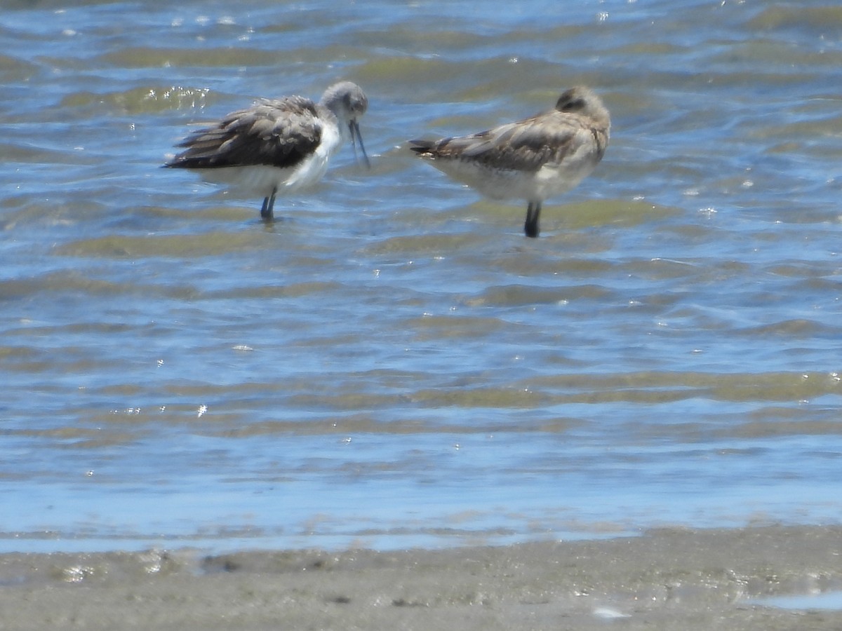 ביצנית ירוקת-רגל - ML648533299