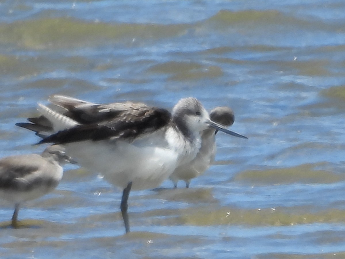 ביצנית ירוקת-רגל - ML648533301