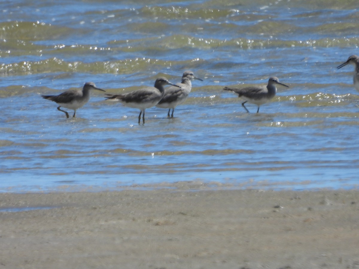 ביצנית אפורת-זנב - ML648533318