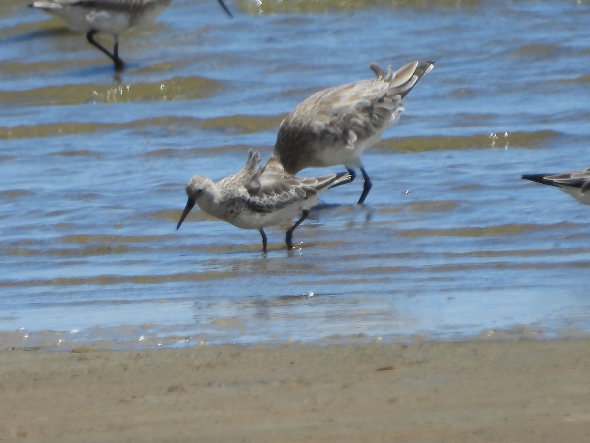 חופית גדולה - ML648533331