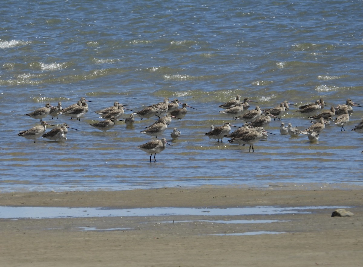 לימוזה חומת-בטן - ML648533338