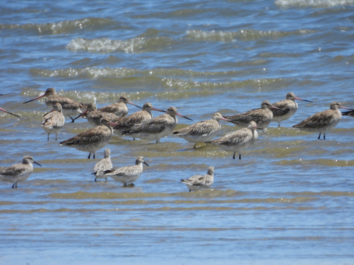 לימוזה חומת-בטן - ML648533361