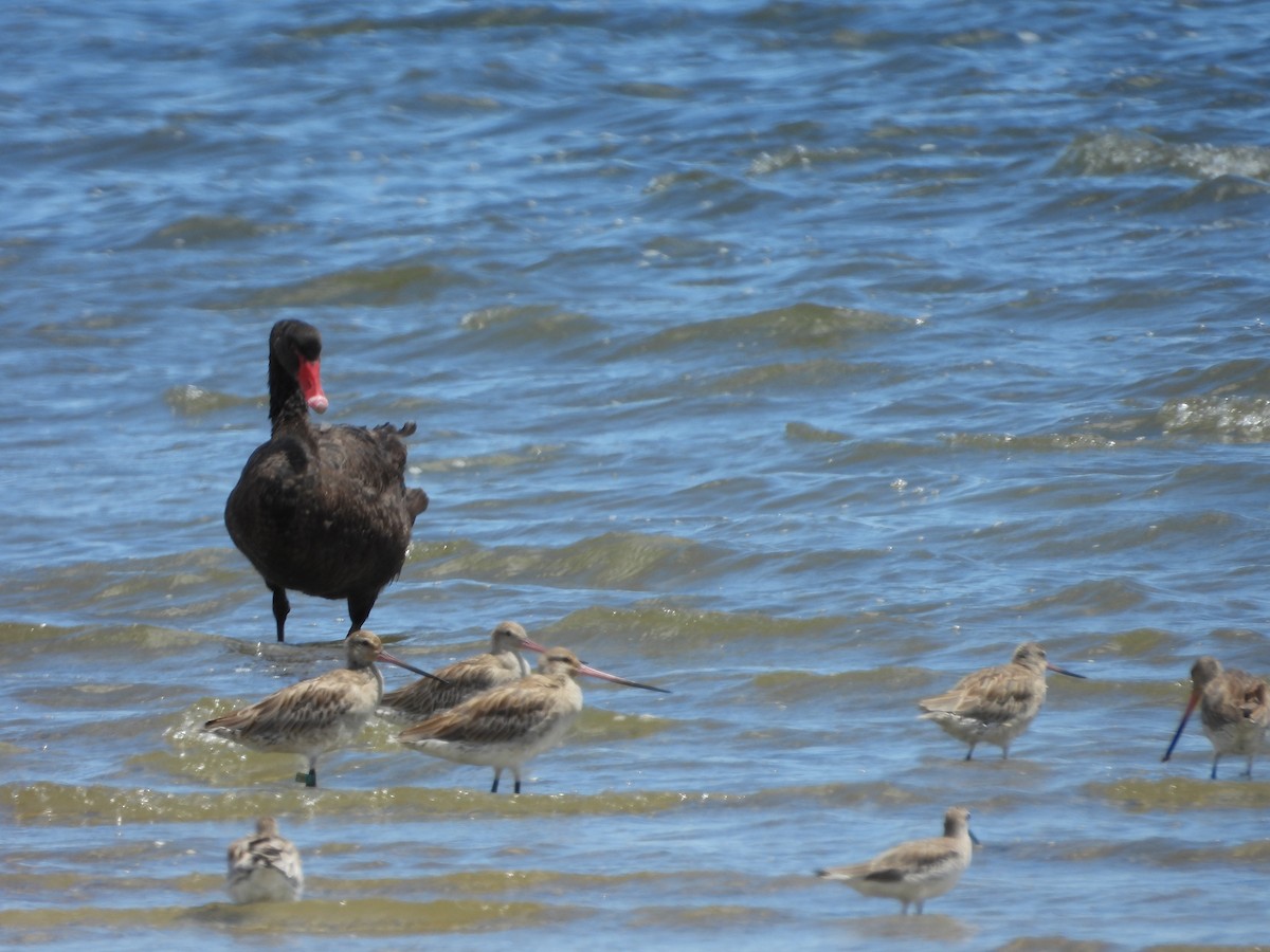 ברבור שחור - ML648533366