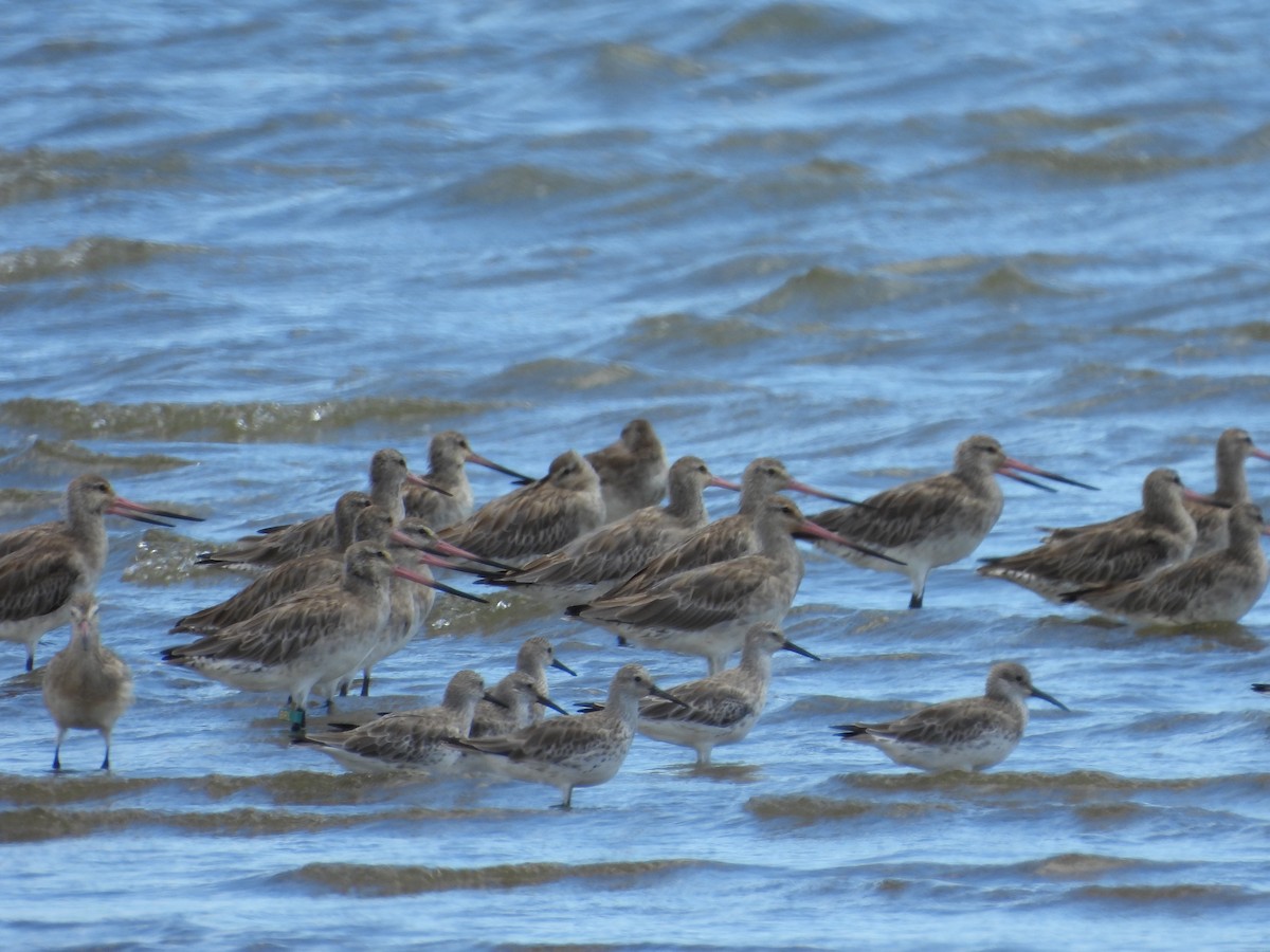 חופית גדולה - ML648533376