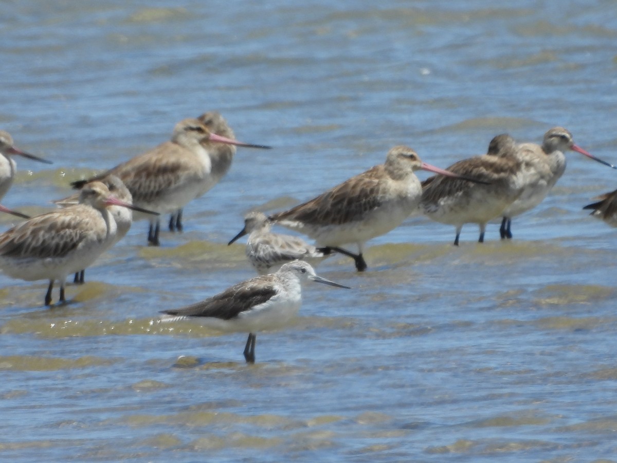 ביצנית ירוקת-רגל - ML648533411