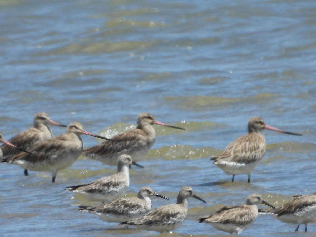 חופית גדולה - ML648533428