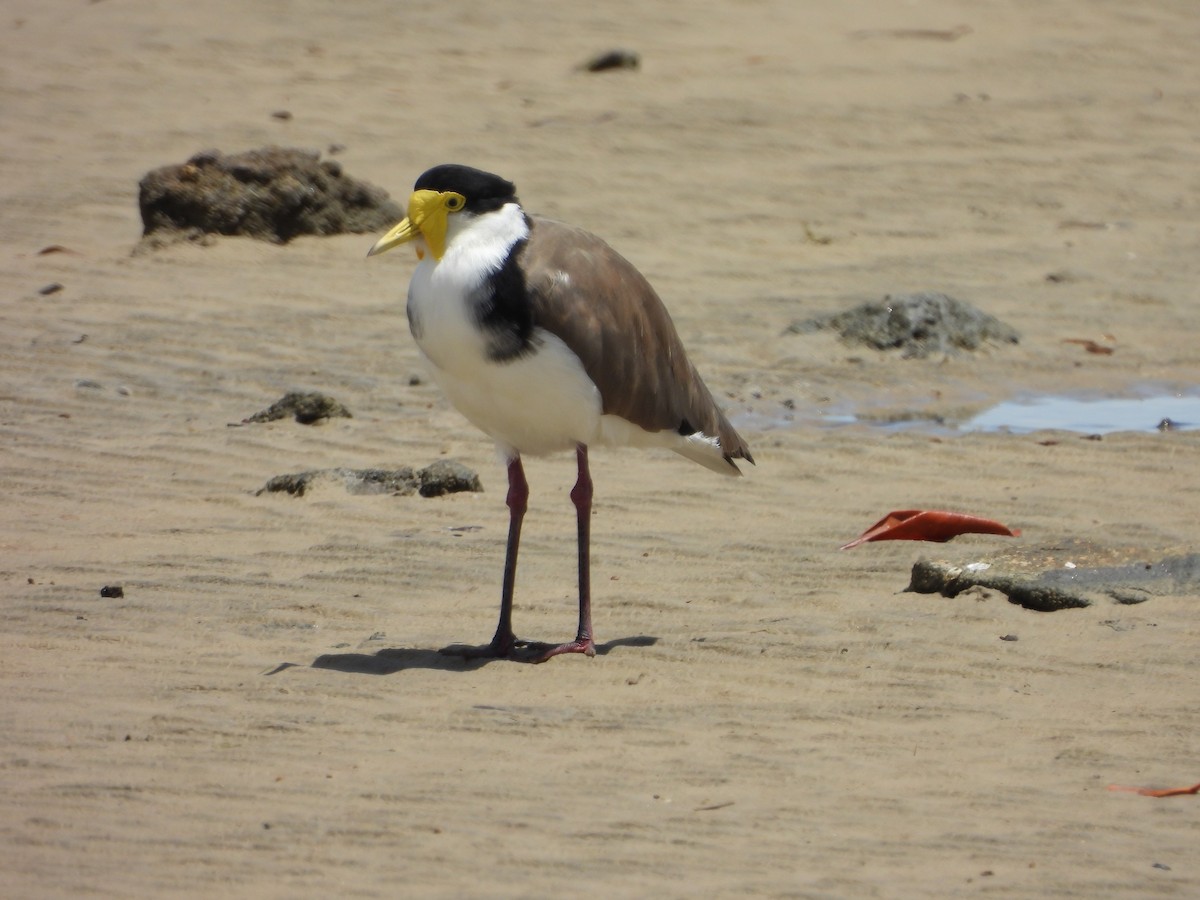 Masked Lapwing - ML648533456