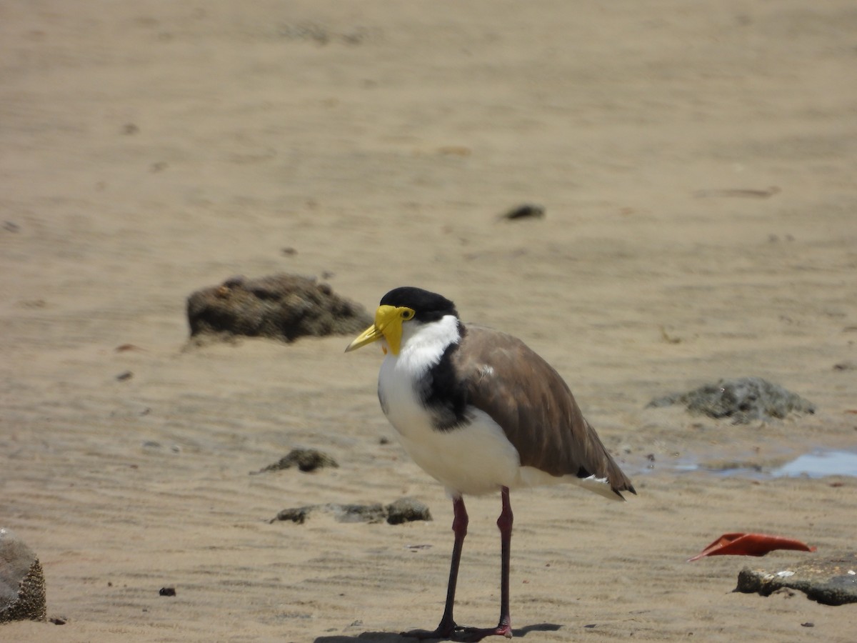 Masked Lapwing - ML648533457