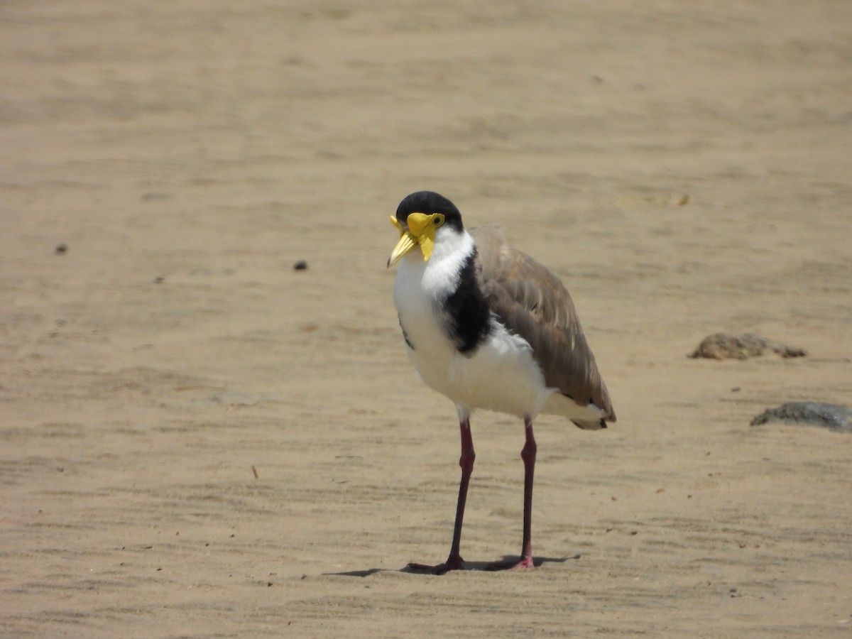 Masked Lapwing - ML648533462