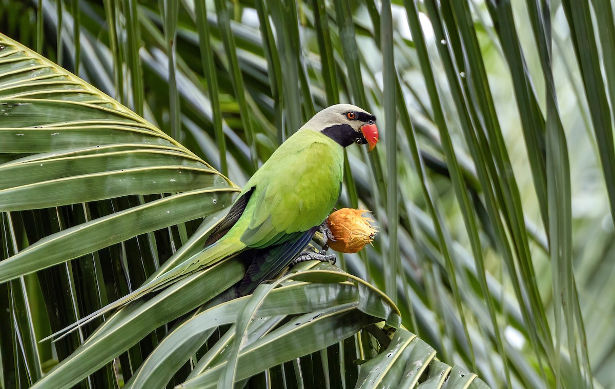 Perruche des Nicobar - ML648534412