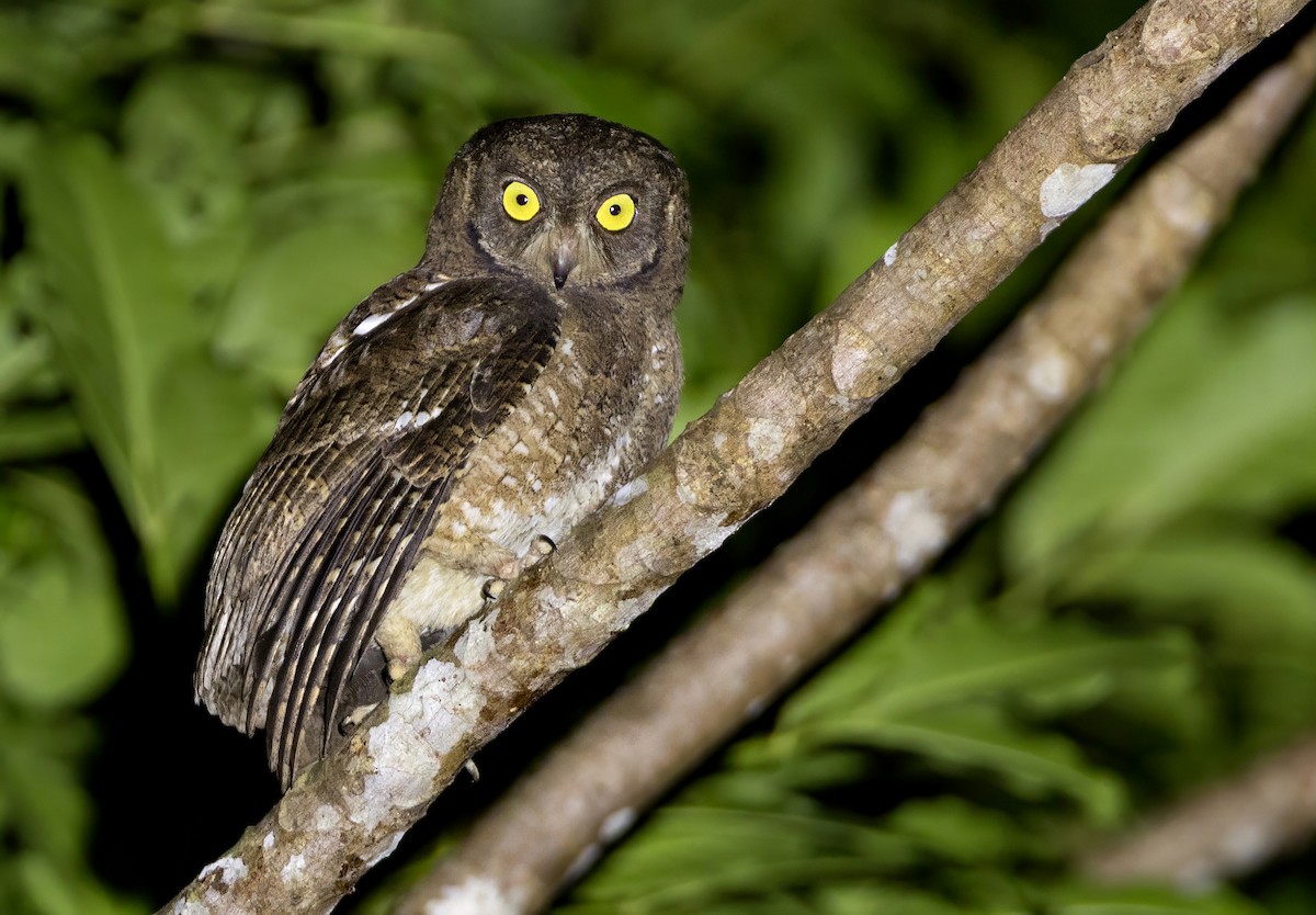 Petit-duc des Nicobar - ML648534444