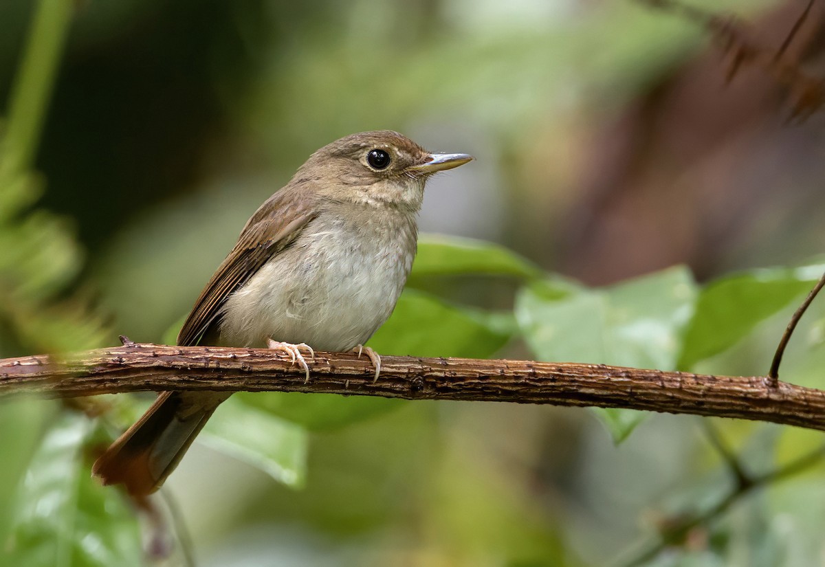 Gobemouche des Nicobar - ML648534516
