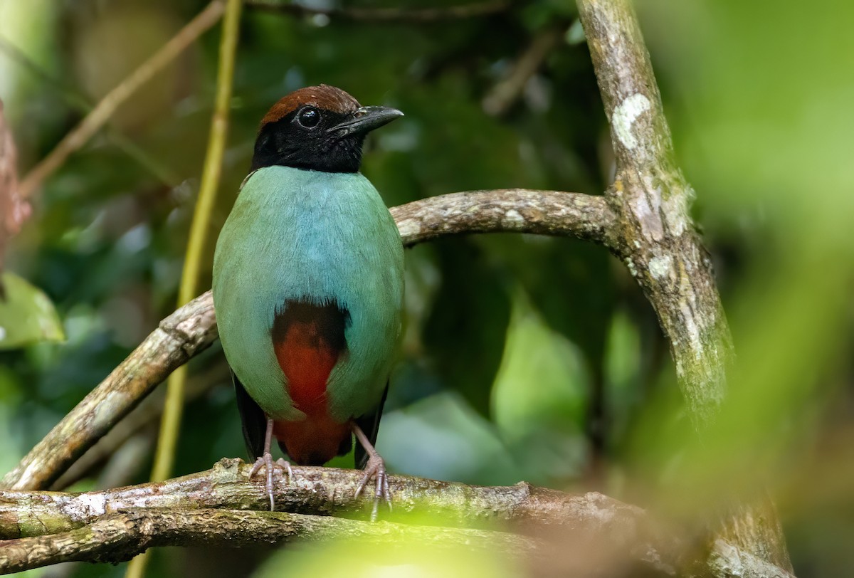 Brève des Nicobar - ML648534535