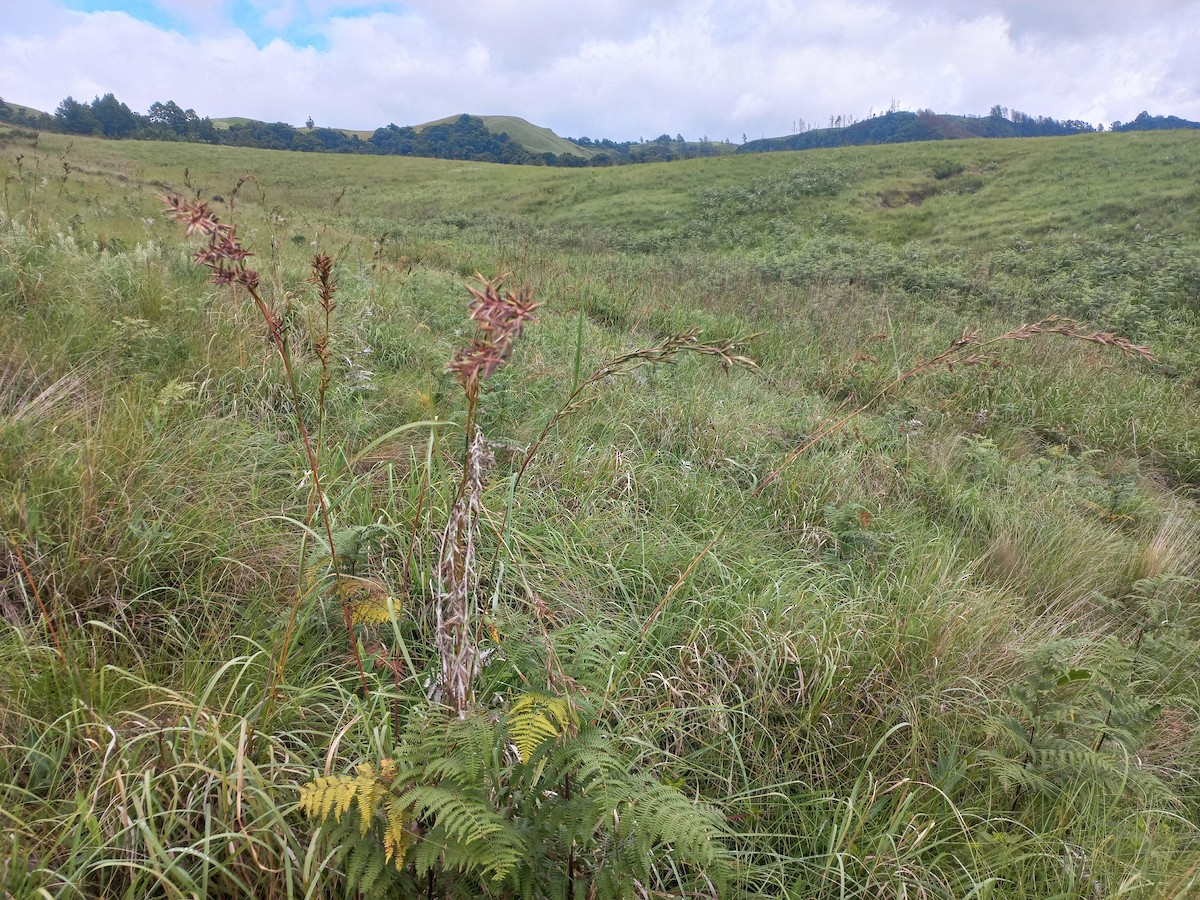 ウチワセッカ - ML648534760