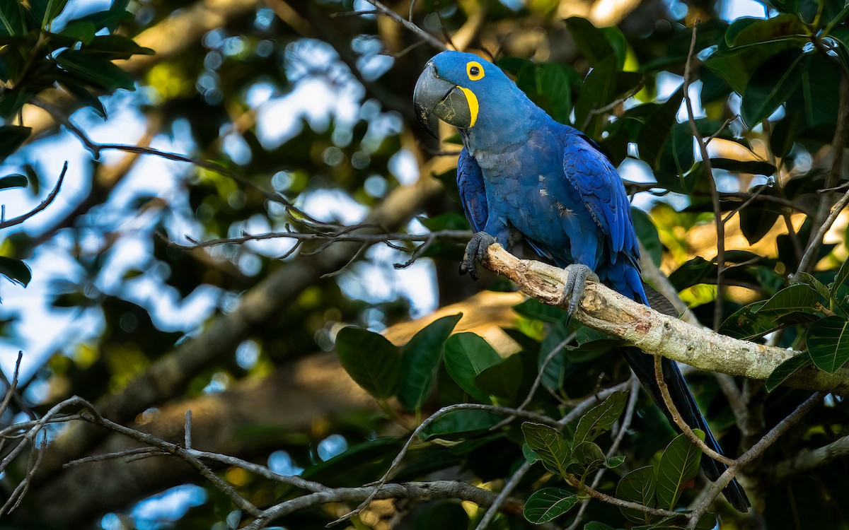 hyasintara - ML648535195