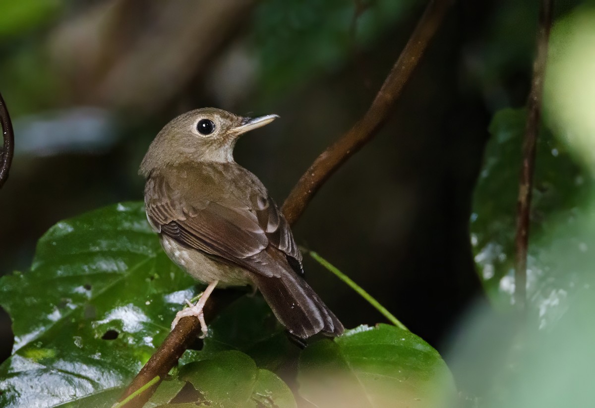 Gobemouche des Nicobar - ML648535350