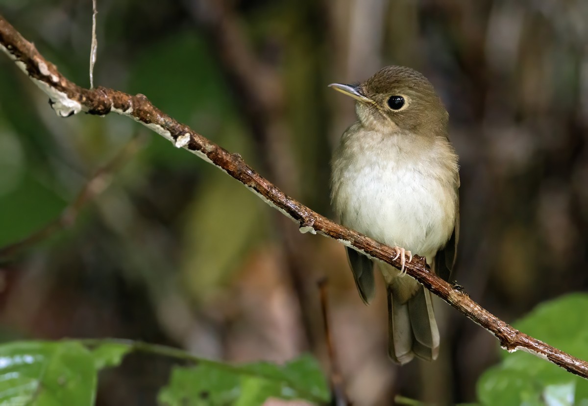 Gobemouche des Nicobar - ML648535351